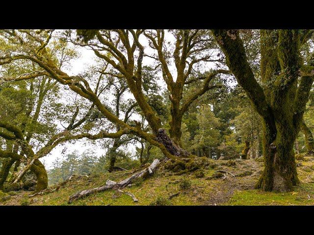 Hiking to Mt. Tamalpais' Lake Lagunitas via Rock Spring Road | Loyal Kinfolk Travel