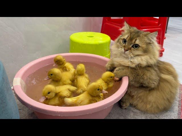 The cat carried the little duck into the swimming pool!funny cute!Cats also want to learn to swim