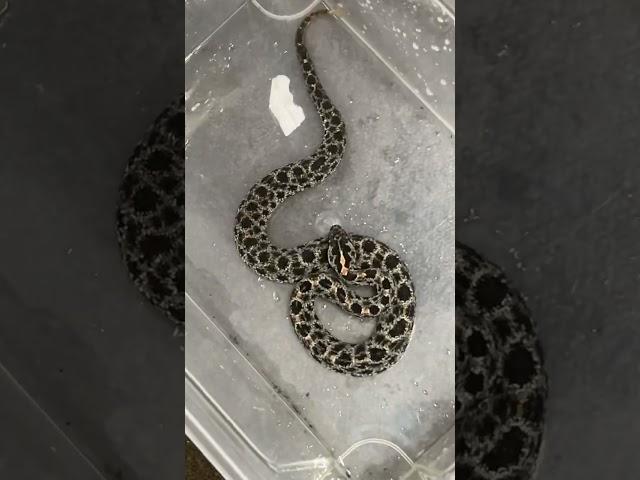 Pygmy rattle snake (Sistrurus miliarius) ️.         #rattlesnake #venomous #snakes #843