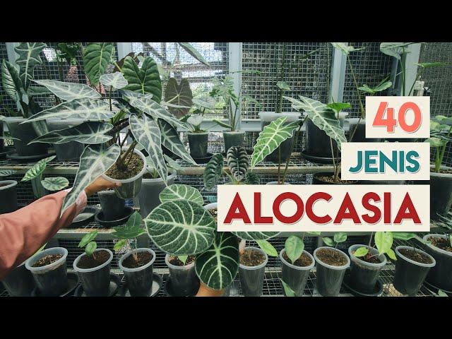 40 Types of Alocasia