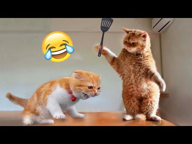 Funniest Animals 2023  Funny Cats and Dogs Videos  Part 526