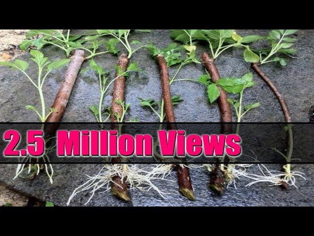 How To Grow ROSES from Stem Cuttings the Easy Way