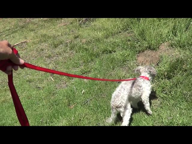 Frankie + Joe walk in park 5-16-17