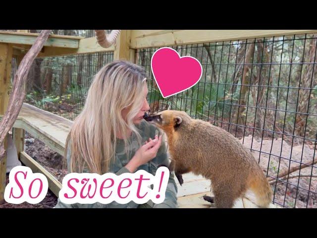 Why Coatimundis make GREAT pets! (We changed our minds!)