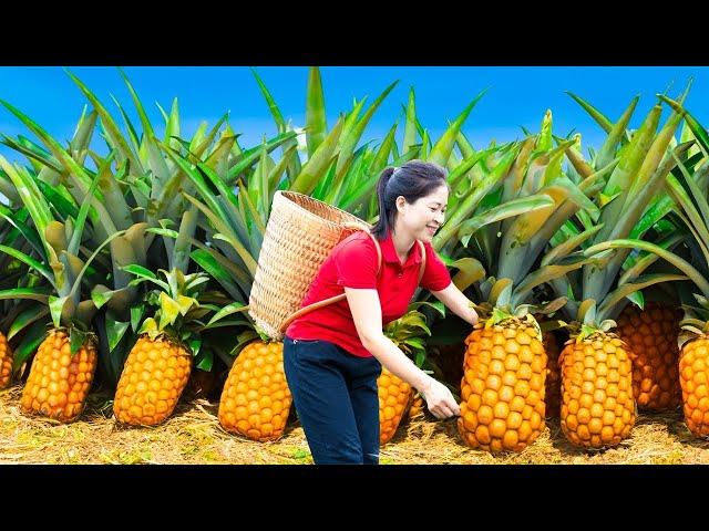 Vietnamese beautiful girl Harvest Pineapple & Goes To Market Sell | Harvesting And Cooking