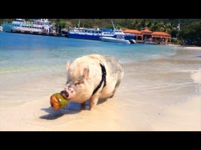 Couple Buys Teacup Pig Who Surprisingly Becomes 250-Pound Traveling Pet