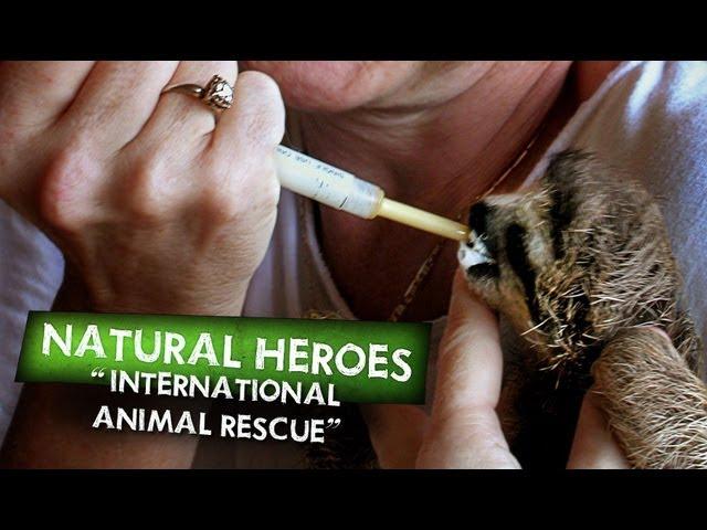 International Animal Rescue Promo