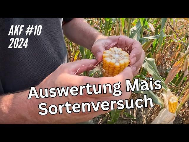 AKF #10 Auswertung Mais Sortenversuch