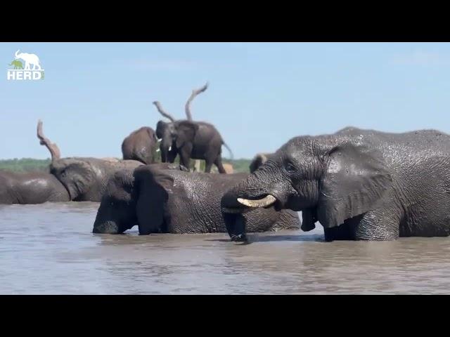 Festive Morning Swims with the Elephant Herd 