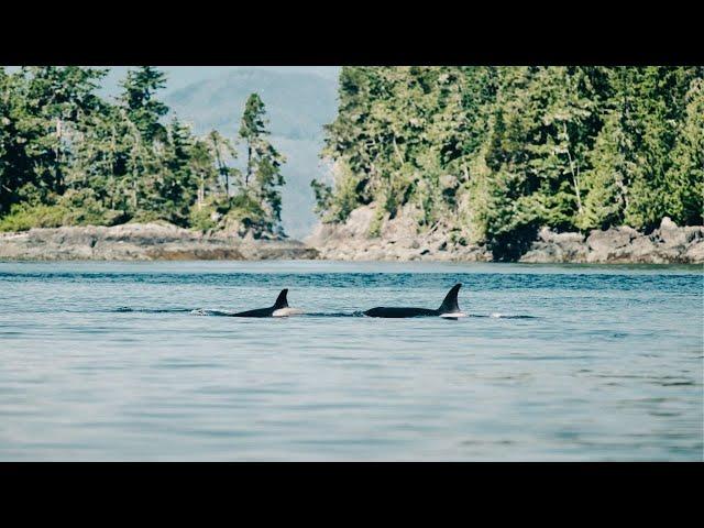 For The Whales: Responsible Marine Mammal Viewing on Vancouver Island