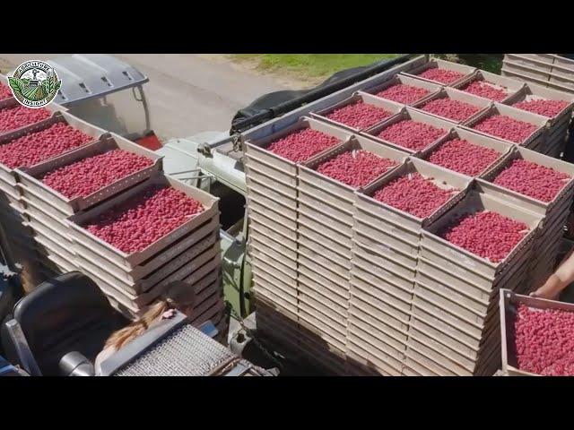 How 374 Million Pounds Of Raspberry Are Harvested By American Farmers | Agriculture Technology