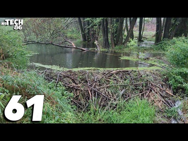 Flooded Forest Through The Excess Water In The Beaver Dam - Two Dams Removal With Excavator No.61