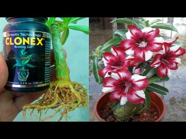 Easy Way To Grow Adenium Plant From Cutting | Desert Rose From Cuttings | Adenium Plant Propagation