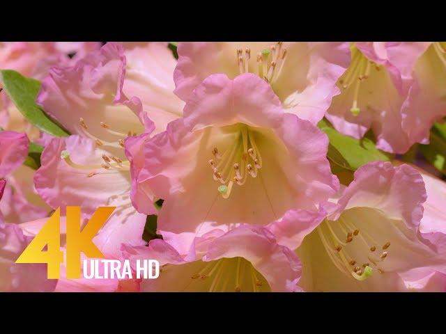 Macro Flowers 4K 60fps - Nature Relax Video + Amazing Birds Singing (8 Hours) - Episode 2