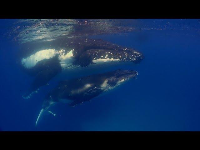 Diving Fiji and Tonga HD