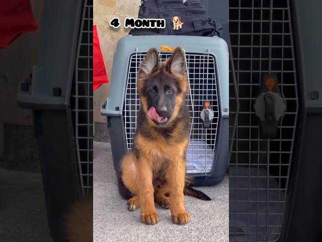 One Month to One Year german shepherd transformation #feed #shots #puppy #transformation #gsd #love