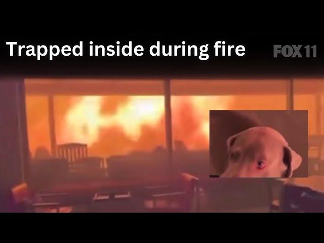 Palisades Fire: 2 men, dog trapped in home during California fire