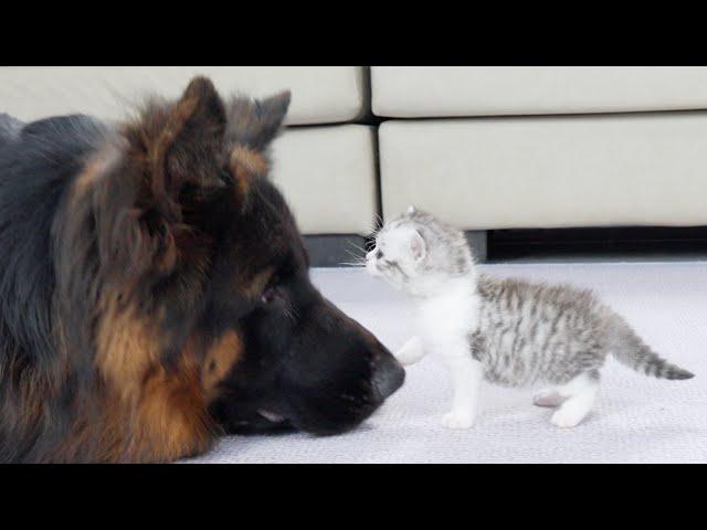 German Shepherd Wins Kitten's Heart In Just 2 Meetings