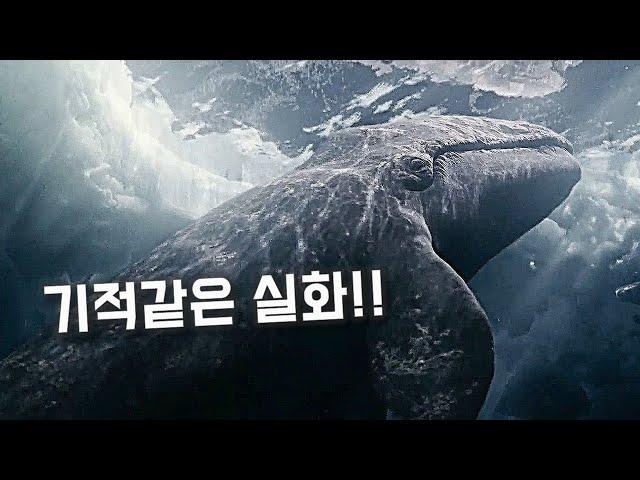 1988년 전 세계를 울린 한 고래가족의 감동적인 이야기 [영화리뷰/결말포함]