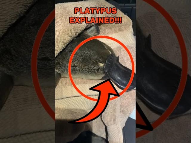 Platypus: explained in just under 1 minute