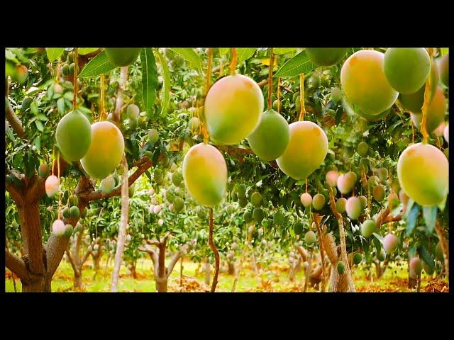 Modern Mango Farm Harvest Technology And Processing | Next Level Mango Juice Factory