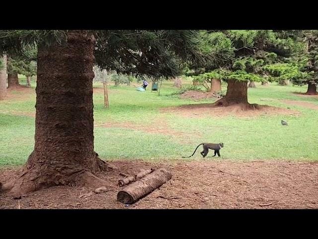 Cute Monkeys at Nairobi's Arboretum