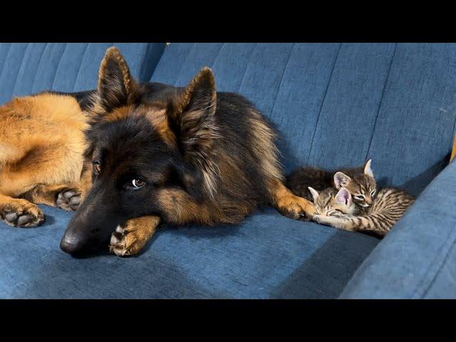 Kittens Can't Sleep Without Their Giant German Shepherd