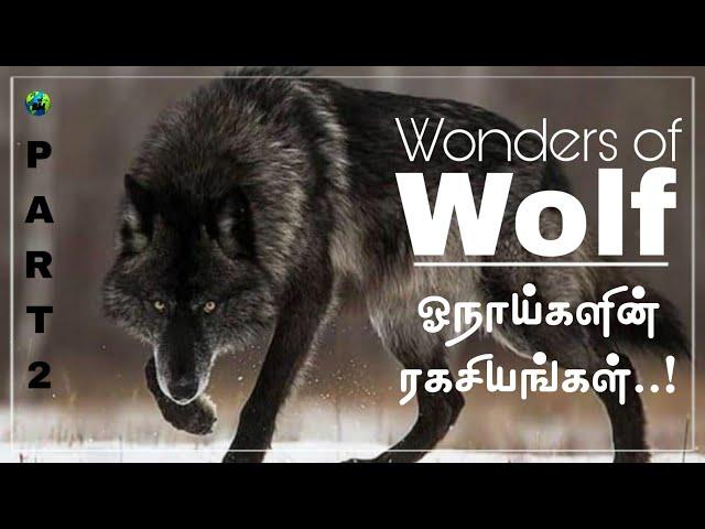 Wonders of wolf | Part-2 | ஓநாய்களின் ரகசியங்கள் | Tamil | Bioworld | Life of wolves | Wolf facts