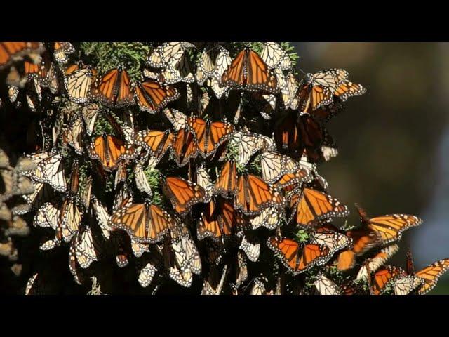 Monarch Butterflies