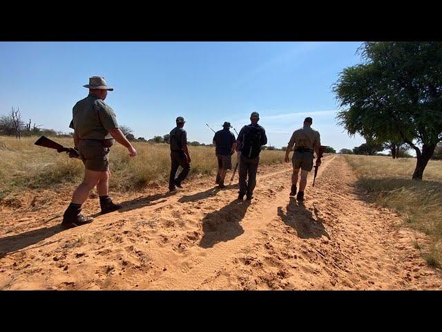 Kalahari Lion Hunt