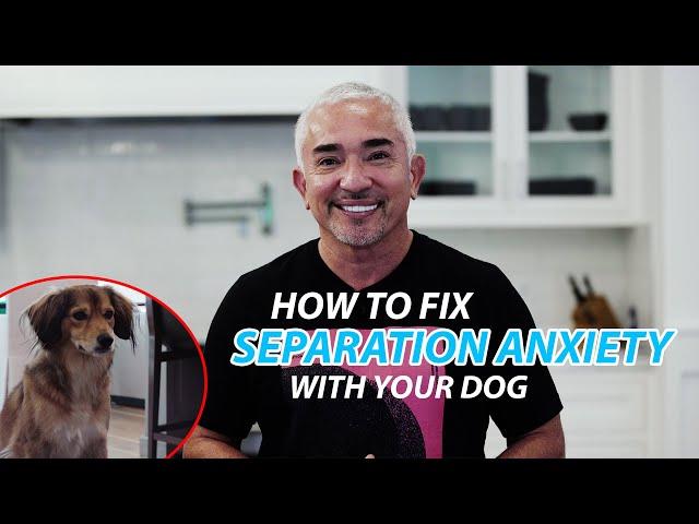 Explaining How To Fix Separation Anxiety With Your Dog