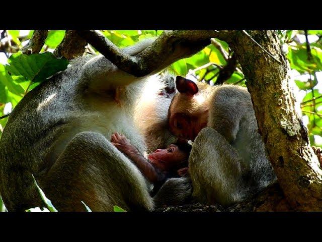 Poor Janet No Milk! Why Adult Janet Looking At Newborn Baby Monkey Like this! Maybe Jealous!