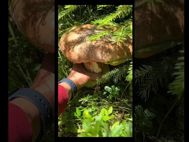 Beautiful mushrooms from Eastern Europe #funghi #porcini #boletus #grzyby #гриби