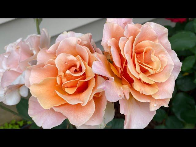 Brandy Hybrid Tea Rose 2nd Year June 2022