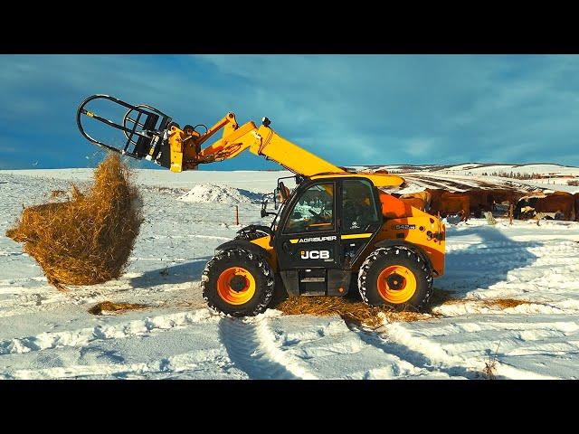 Feeding Cattle the Cheapest Way we know How!