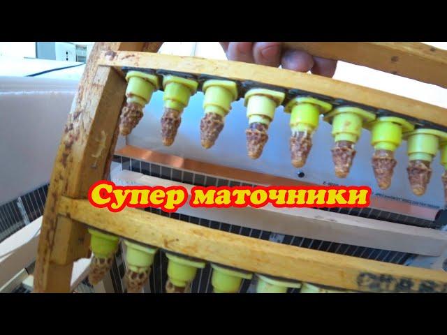 ПЧЁЛЫ РАБОТАЮТ, МАТКИ ВЫХОДЯТ, ИНКУБАТОР В ДЕЛЕ, ВЕСЫ ВЕДУТ КОНТРОЛЬ
