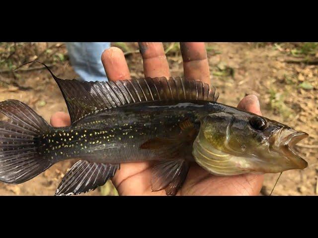 Swamp fishing with friends - Saramacca ( Suriname)