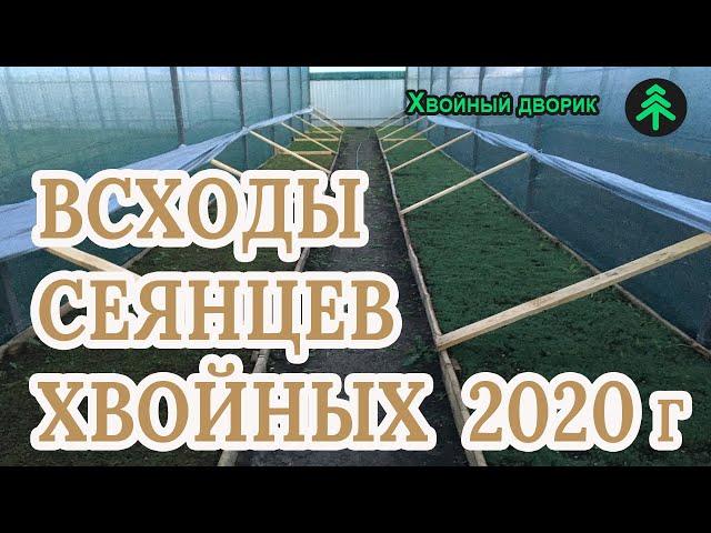 Выращивание хвойных из семян всходы ели голубой,туи,сосны-всходы сеянцев хвойных 2020 года !