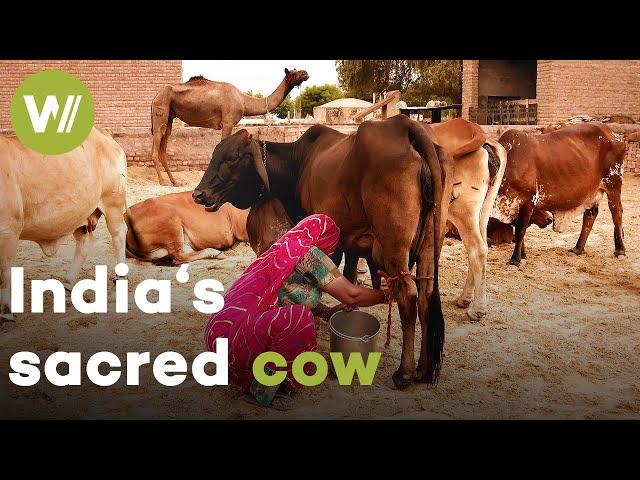 Zebu, India's sacred cow, is indispensable to the meat industry | The domestication of epic horns