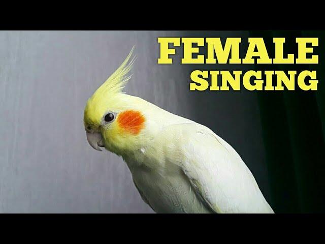 Female Cockatiel SINGING To Complain  Female Cockatiel Noises