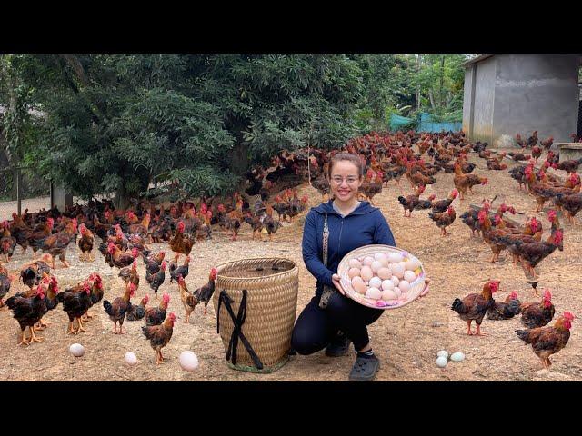 Nearly a million chickens lay eggs. Harvest chicken eggs to sell at the market