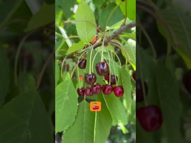 Summer in denmark. #shortsfeed #nature #visitdenmark #shortvideo #summervibes mer