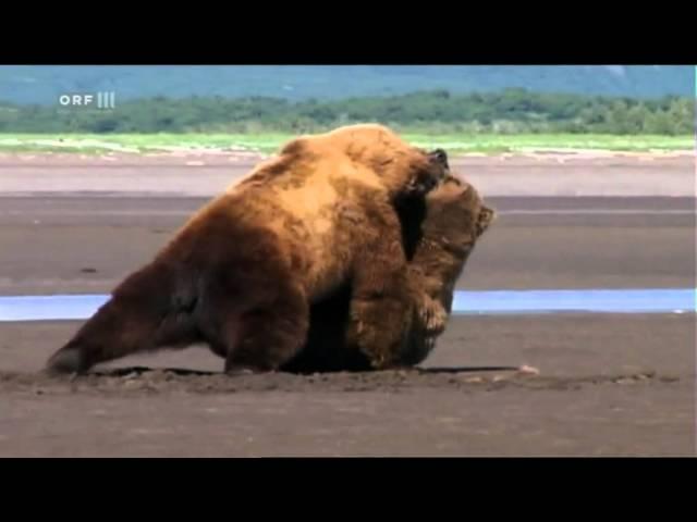 Serious confrontation of male Alaska Brown Bears in 'Grizzly Man' (2005)