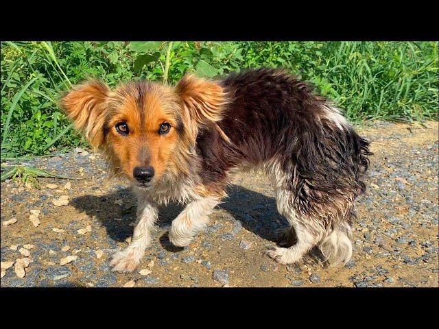 Dog Can't Stop Smiling After She Got Rescued