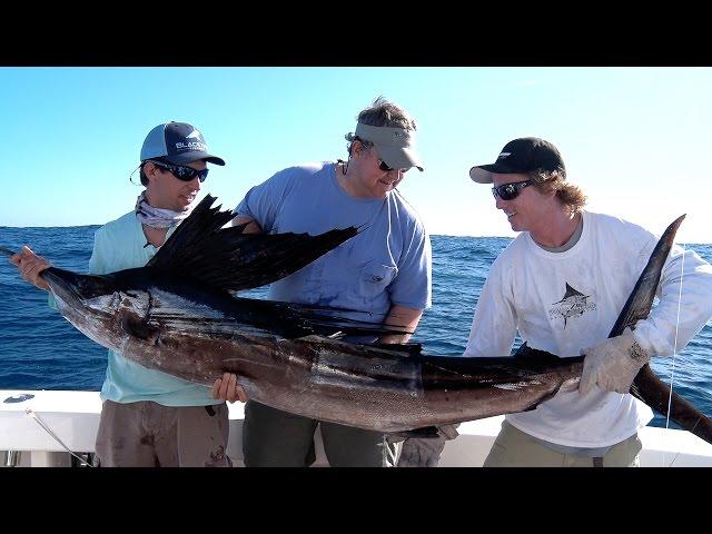 Incredible Florida Sailfish Fishing - Double Digit Day