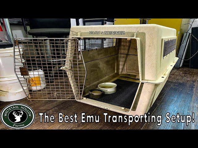 The SAFEST & BEST Way To Transport EMU Chicks!