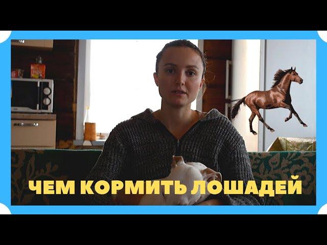 Чем мы кормим своих лошадей
