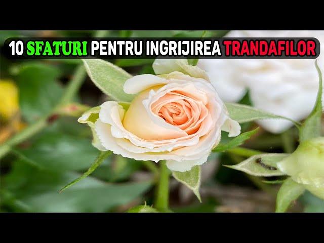 10 SFATURI Pentru Ingrijirea TRANDAFIRILOR  - Cum Sa Cresti Trandafiri