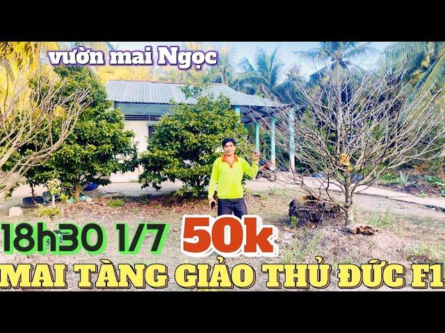 1/7  Hàng ngàn cây mai tàng Long An bị A Ngọc gom hết rồi lời vài chục là bán chỉ có ở Chợ Sài Gòn