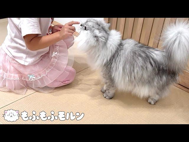 猫と小さな女の子が仲良くなりました 【サイベリアン】